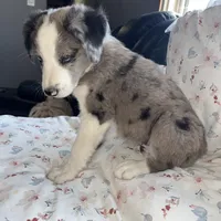 Jolly Rancher, a male Australian Shepherd and Border Collie for sale in Chula Vista, CA – 4 of 10
