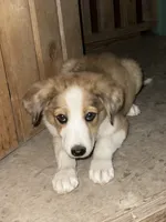 Barbie - Redhead Aussie Collie, a female Australian Shepherd for sale in Chula Vista, CA – 5 of 5