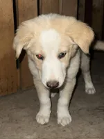 Ken  - Golden Aussie Collie, a male Border Collie for sale in Chula Vista, CA – 9 of 9