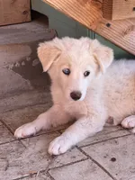 Peaches, a female Australian Shepherd and Border Collie for sale in Chula Vista, CA – 9 of 10