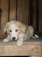 Ken  - Golden Aussie Collie, a male Border Collie for sale in Chula Vista, CA – 6 of 9