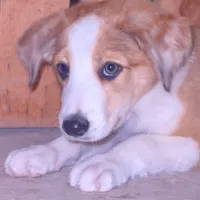 Bonnie, a female Australian Shepherd and Border Collie for sale in Chula Vista, CA – 1 of 10