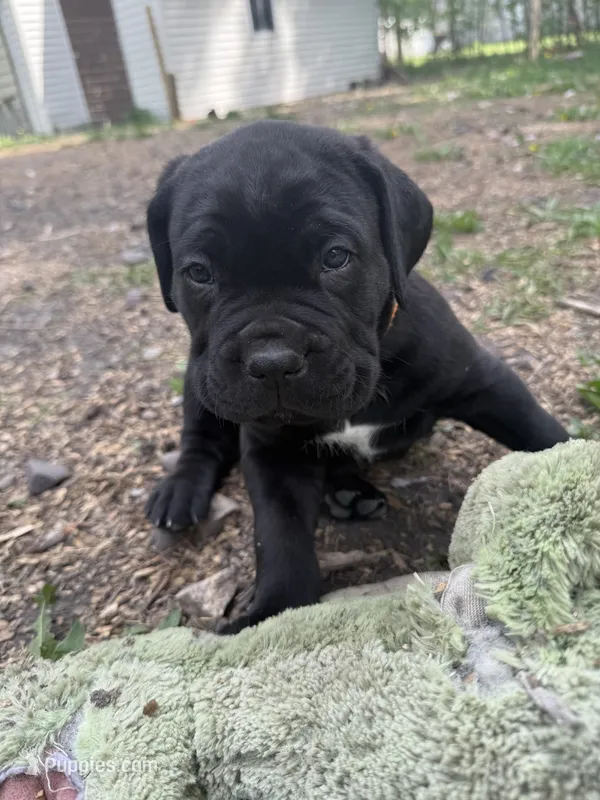 Orange – Cane Corso puppy for sale in Wells, MN