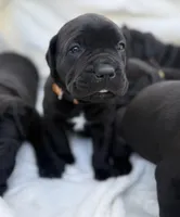 Orange, a male Cane Corso for sale in Wells, MN – 1 of 5