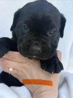 Orange, a male Cane Corso for sale in Wells, MN – 3 of 5