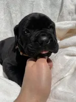Orange, a male Cane Corso for sale in Wells, MN – 5 of 5