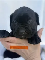 Orange, a male Cane Corso for sale in Wells, MN – 2 of 5