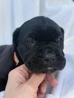 Orange, a male Cane Corso for sale in Wells, MN – 4 of 5