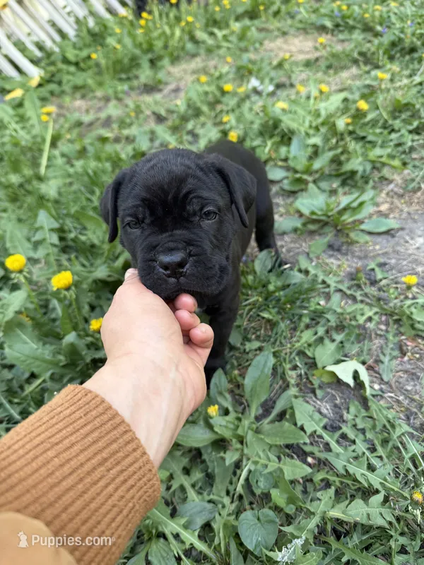 Yellow  – Cane Corso puppy for sale in Wells, MN