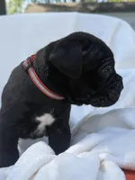 Red , a male Cane Corso for sale in Wells, MN – 3 of 4