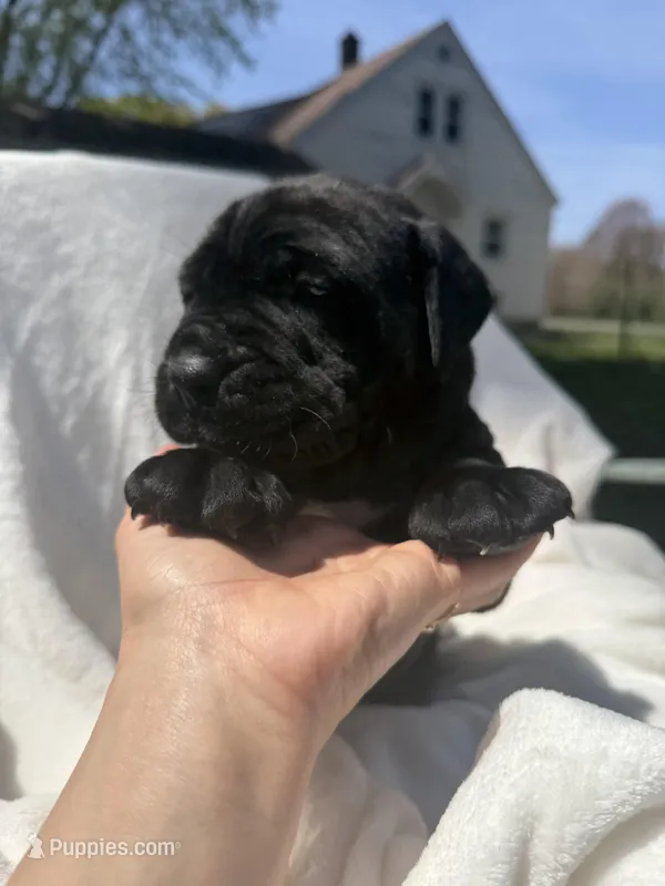 Red  – Cane Corso puppy for sale in Wells, MN