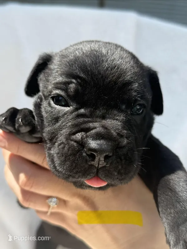 Yellow  – Cane Corso puppy for sale in Wells, MN