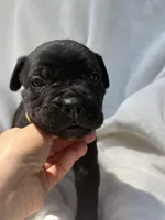 Yellow , a male Cane Corso for sale in Wells, MN – 3 of 5