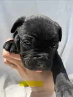 Yellow , a male Cane Corso for sale in Wells, MN – 2 of 5