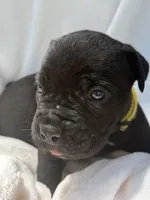 Yellow , a male Cane Corso for sale in Wells, MN – 5 of 5