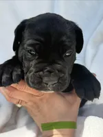 Green, a male Cane Corso for sale in Wells, MN – 3 of 5