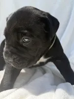 Green, a male Cane Corso for sale in Wells, MN – 5 of 5