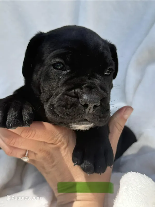 Green – Cane Corso puppy for sale in Wells, MN