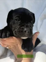 Green, a male Cane Corso for sale in Wells, MN – 1 of 5