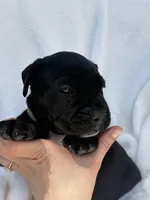Green, a male Cane Corso for sale in Wells, MN – 4 of 5