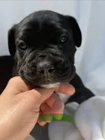 Green, a male Cane Corso for sale in Wells, MN – 2 of 5