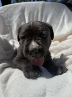 Blue , a male Cane Corso for sale in Wells, MN – 3 of 5