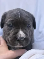 Blue , a male Cane Corso for sale in Wells, MN – 2 of 5