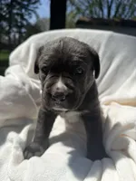 Blue , a male Cane Corso for sale in Wells, MN – 4 of 5