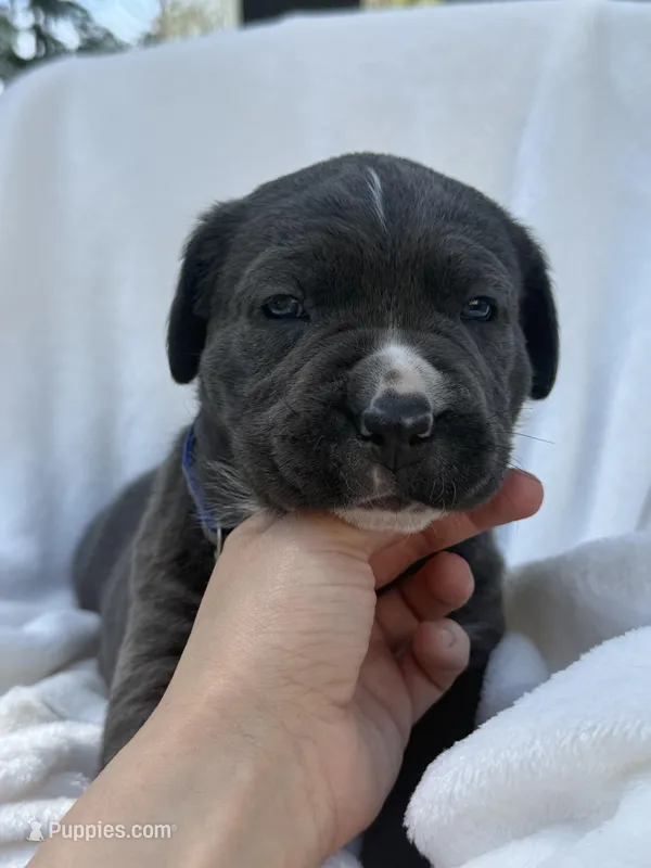 Blue  – Cane Corso puppy for sale in Wells, MN