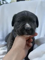 Blue , a male Cane Corso for sale in Wells, MN – 1 of 5
