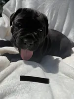 Black , a male Cane Corso for sale in Wells, MN – 3 of 4