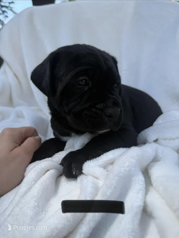 Black  – Cane Corso puppy for sale in Wells, MN