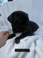 Black , a male Cane Corso for sale in Wells, MN – 1 of 4