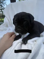 Black , a male Cane Corso for sale in Wells, MN – 2 of 4