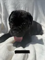 Black , a male Cane Corso for sale in Wells, MN – 4 of 4