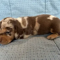 Cricket AKC, a  Miniature Dachshund for sale in Arlington, MN – Photo 6 of 6