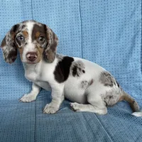 Cricket AKC, a  Miniature Dachshund for sale in Arlington, MN – Photo 3 of 6