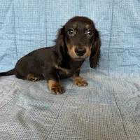 Cricket AKC, a  Miniature Dachshund for sale in Arlington, MN – Photo 2 of 6