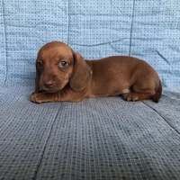 Cricket AKC, a  Miniature Dachshund for sale in Arlington, MN – Photo 5 of 6