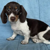 Cricket AKC, a  Miniature Dachshund for sale in Arlington, MN – Photo 1 of 6
