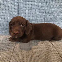 Cricket AKC, a  Miniature Dachshund for sale in Arlington, MN – Photo 4 of 6