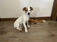 Louise, a female Jack Russell Terrier for sale in Arlington, MN – Photo 2 of 6