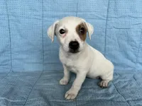 Louise, a female Jack Russell Terrier for sale in Arlington, MN – Photo 4 of 6