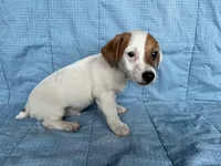 Louise, a female Jack Russell Terrier for sale in Arlington, MN – Photo 6 of 6