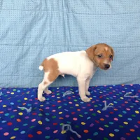 Louise, a female Jack Russell Terrier for sale in Arlington, MN – Photo 3 of 6