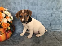Louise, a female Jack Russell Terrier for sale in Arlington, MN – Photo 1 of 6