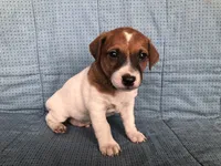 Louise, a female Jack Russell Terrier for sale in Arlington, MN – Photo 5 of 6