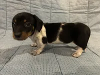 Taffy AKC, a female Miniature Dachshund for sale in Arlington, MN – Photo 4 of 10