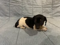 Taffy AKC, a female Miniature Dachshund for sale in Arlington, MN – Photo 5 of 10