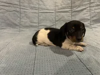 Taffy AKC, a female Miniature Dachshund for sale in Arlington, MN – Photo 3 of 10